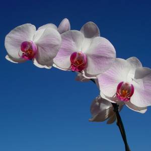 An image in a gallery